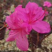 Azalea, Encore Autumn Amethyst #3